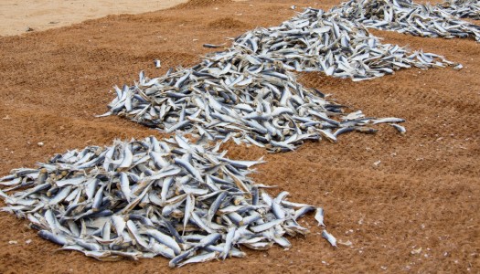 Targ rybny w Negombo