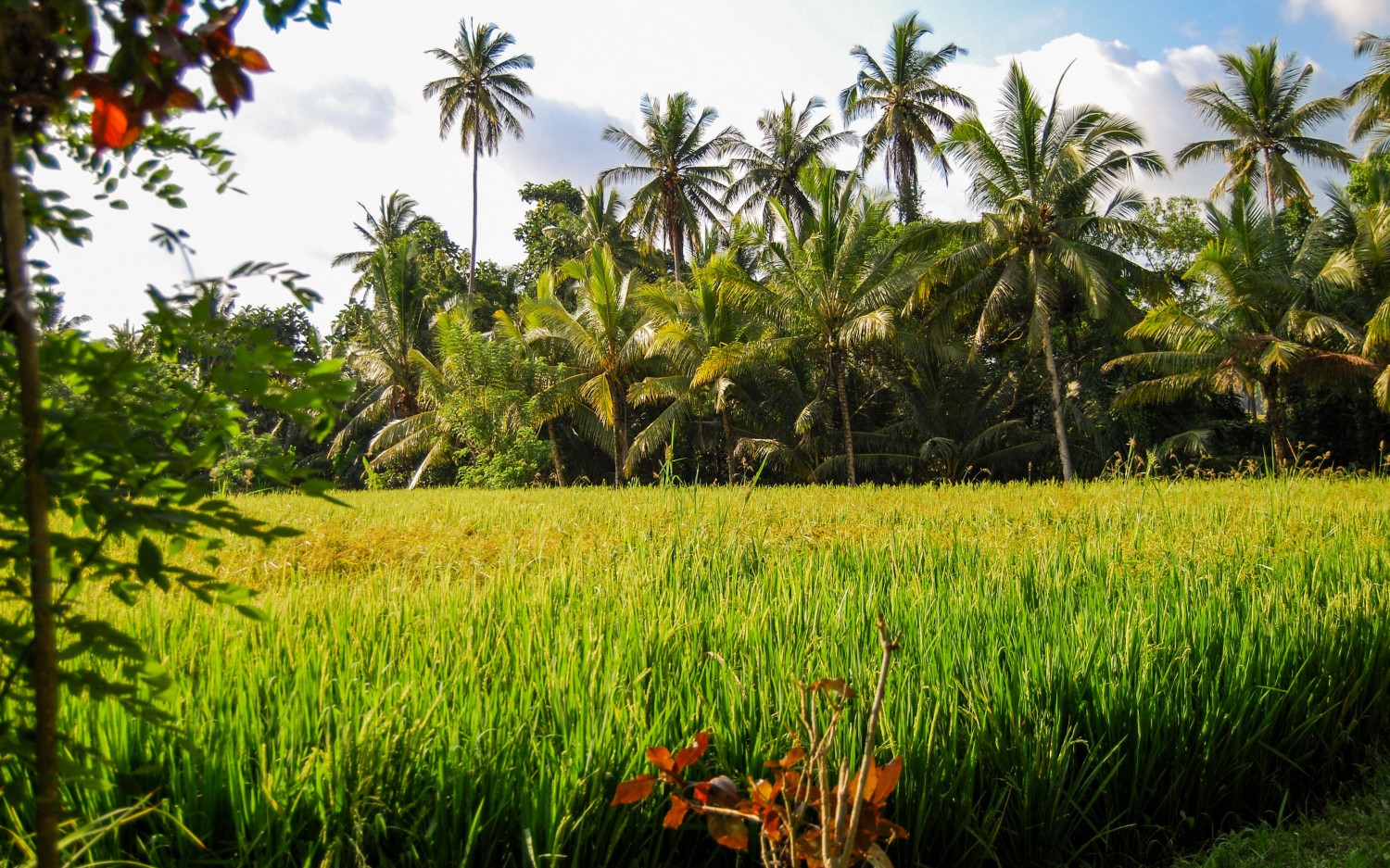 Bali tarasy ryżowe (1)