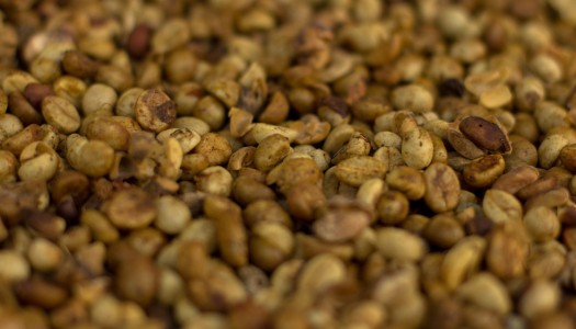 Słynna kawa Kopi Luwak