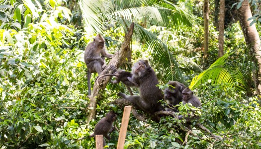 Monkey Forest w Ubud