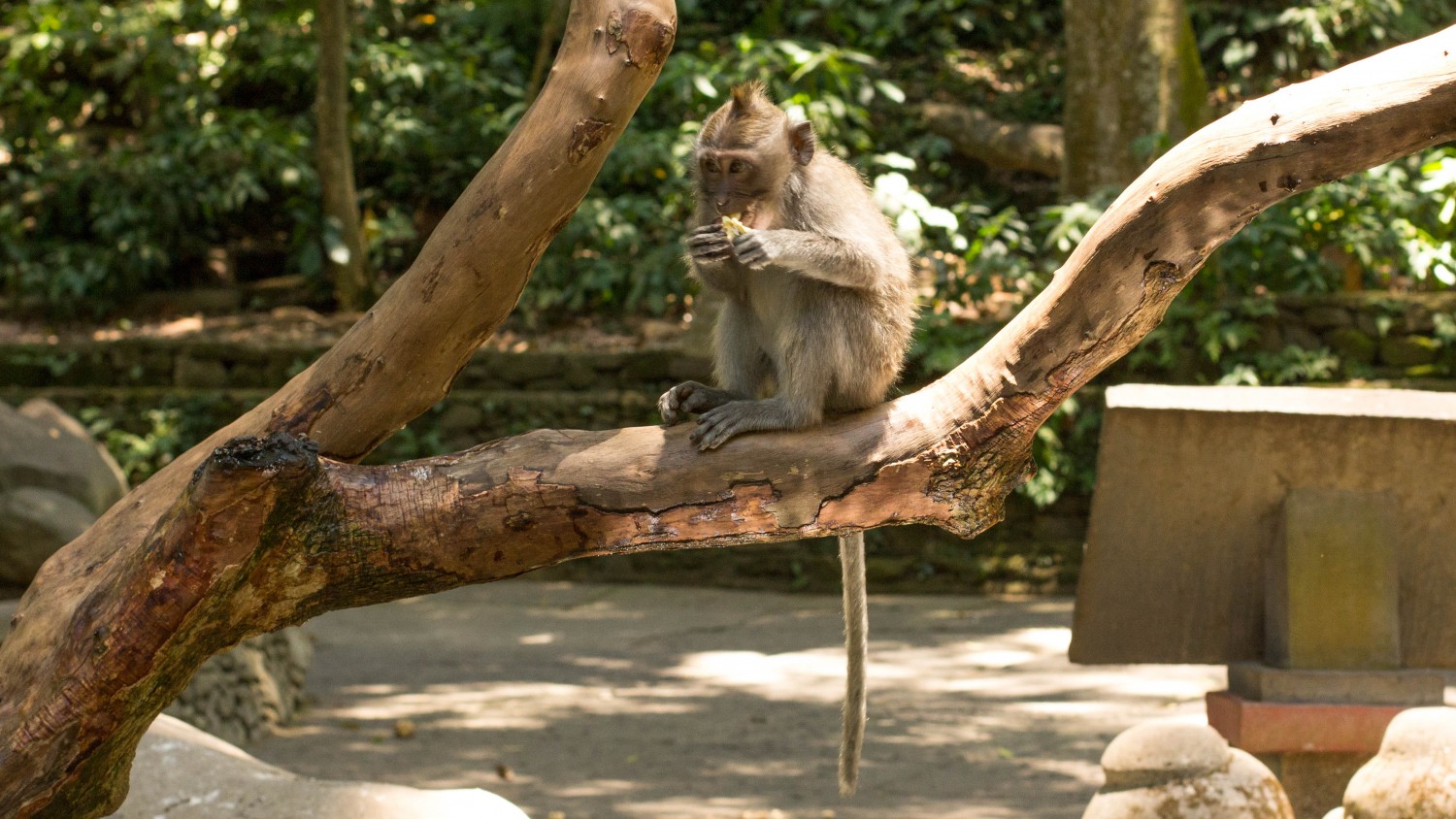 Monkey Forest (19)