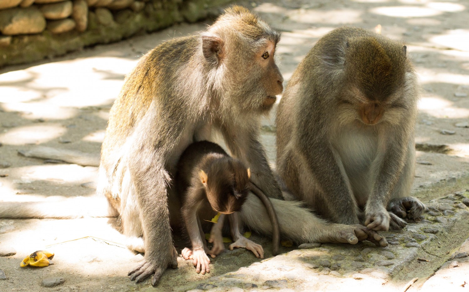 Monkey Forest (22)