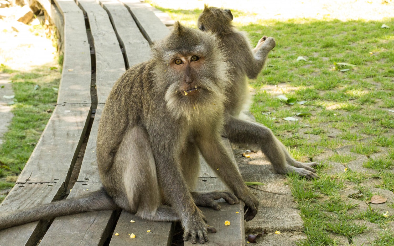 Monkey Forest (27)