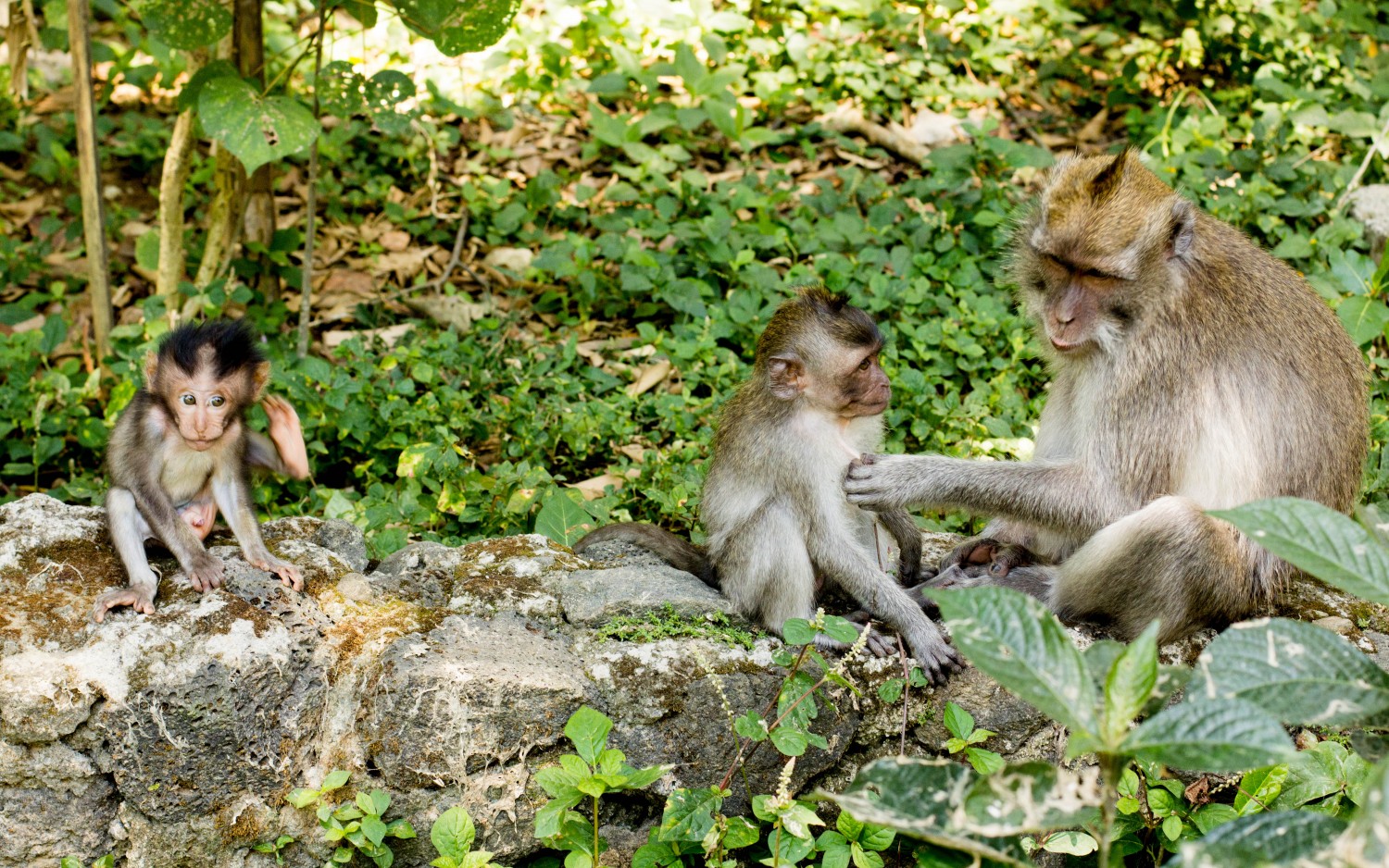 Monkey Forest (29)