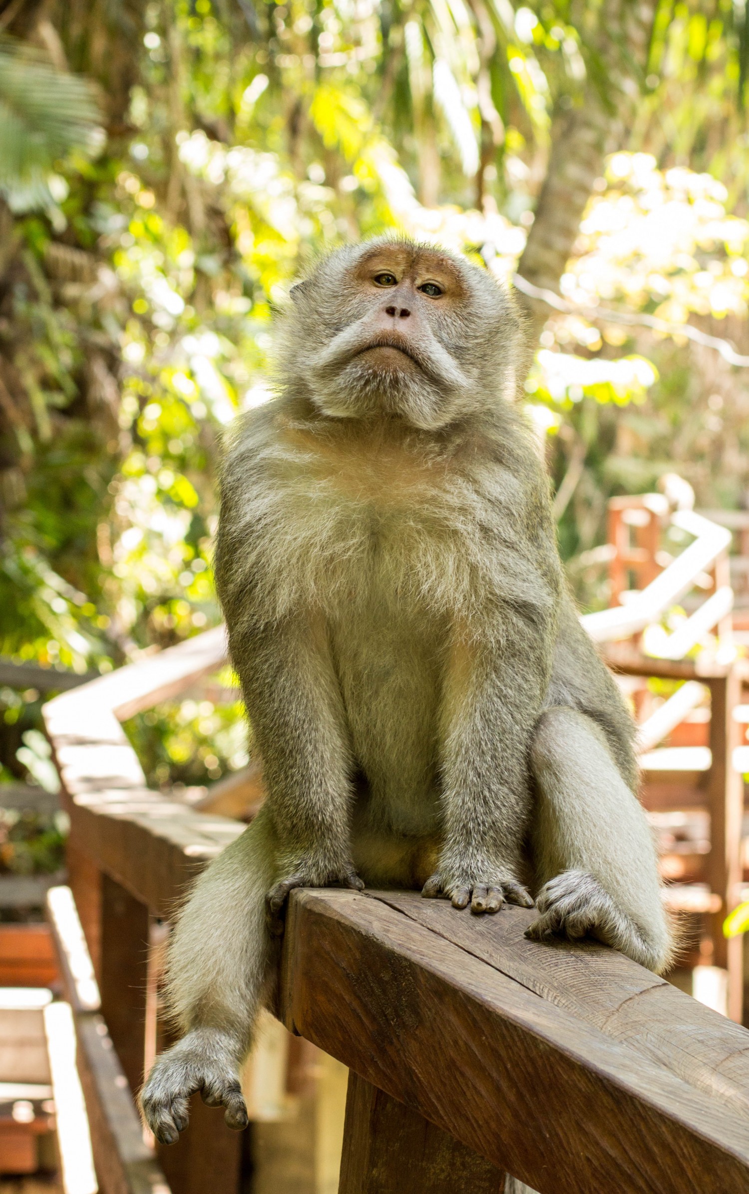 Monkey Forest (35)