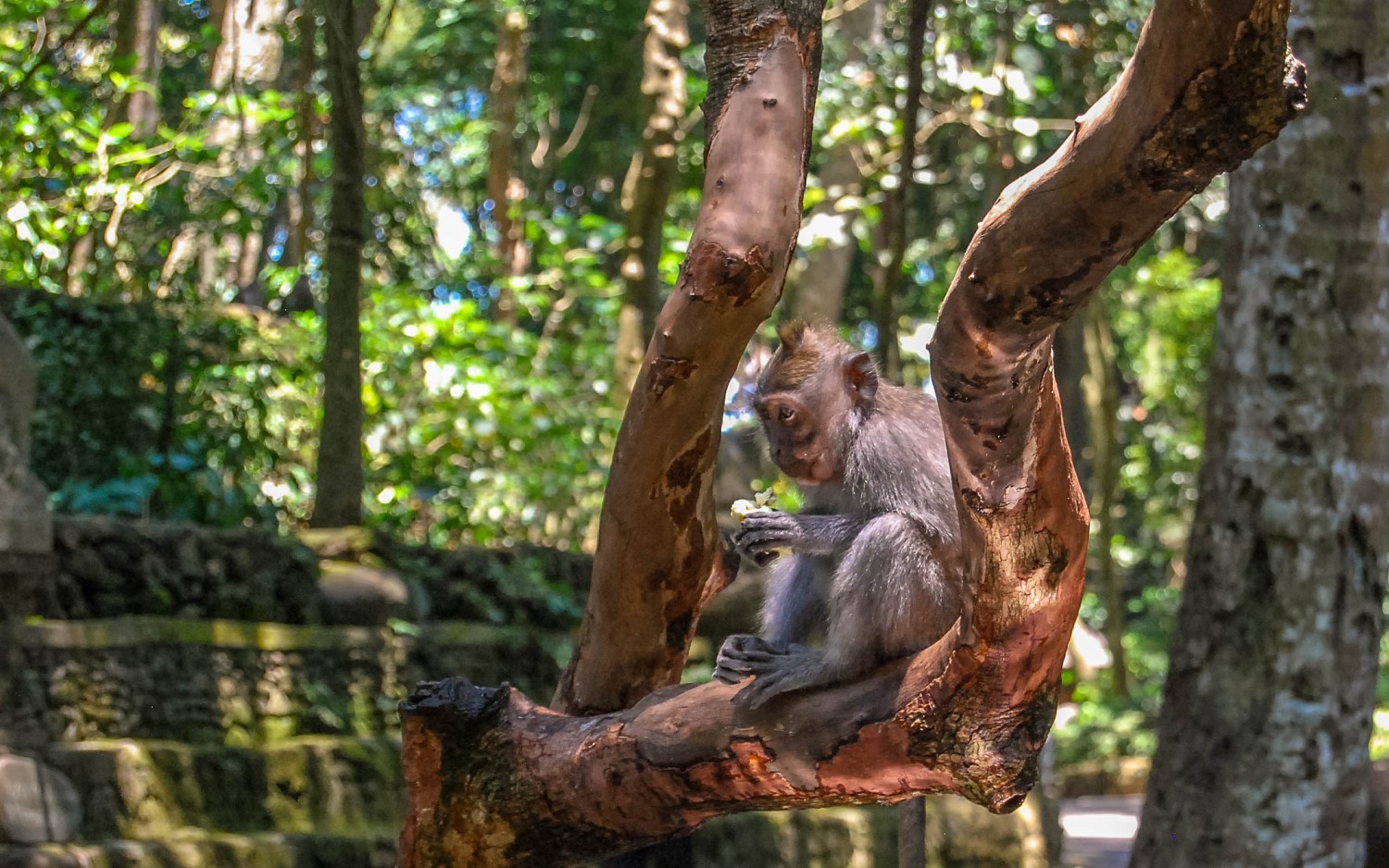 Monkey Forest (4)