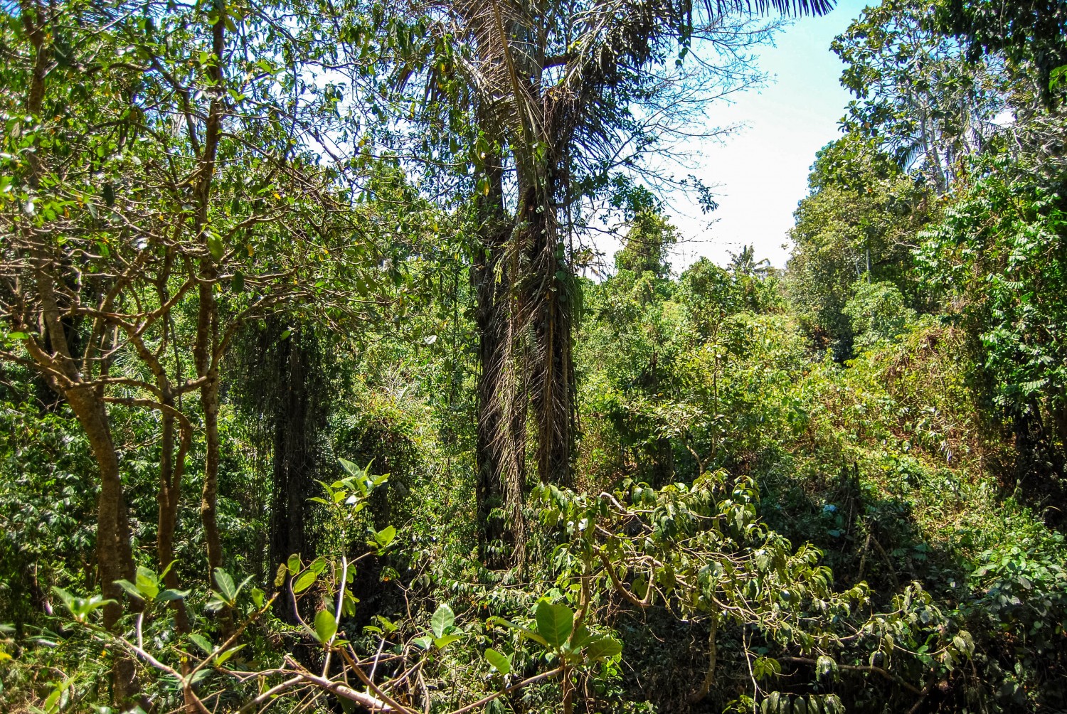 Monkey Forest (9)