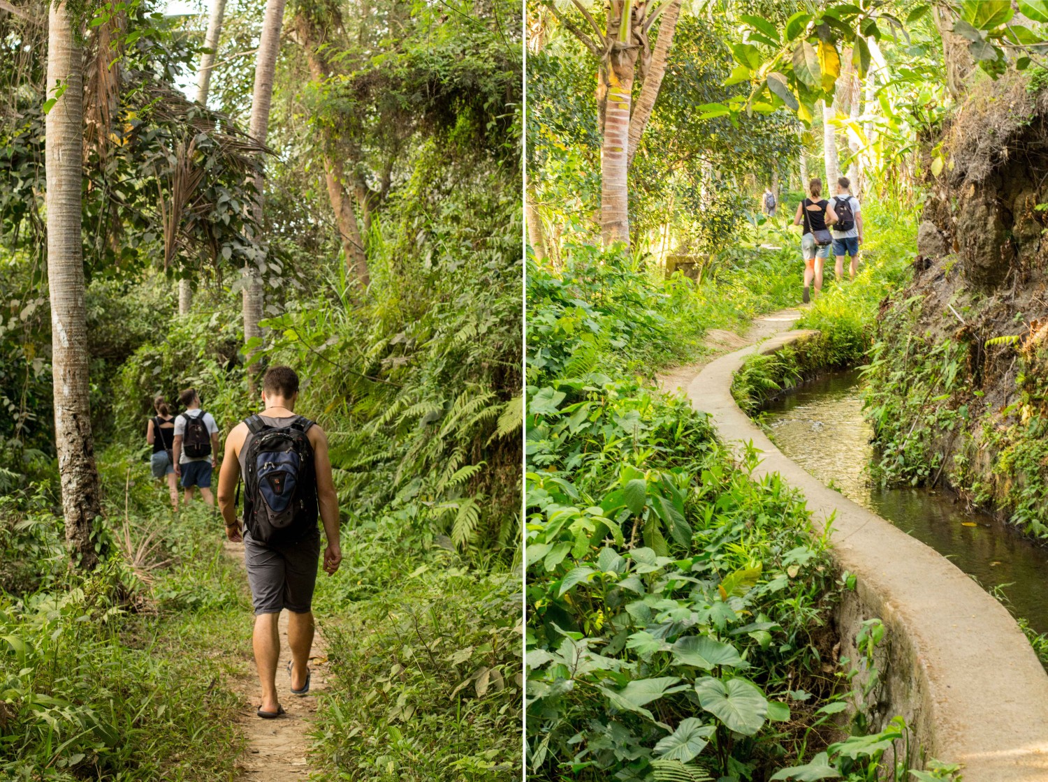 rice terraces Ubud (4)