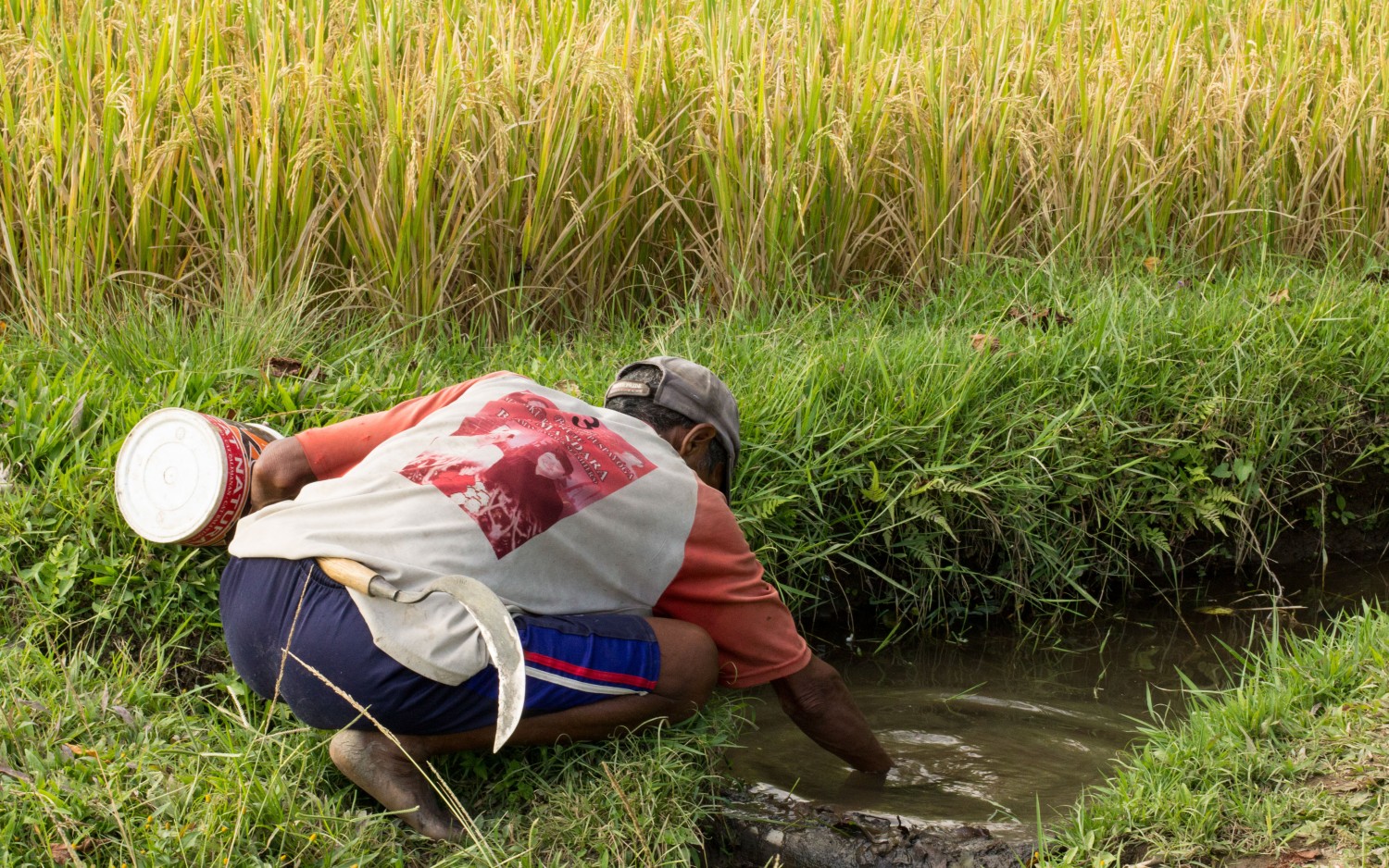 rice terraces Ubud (5)