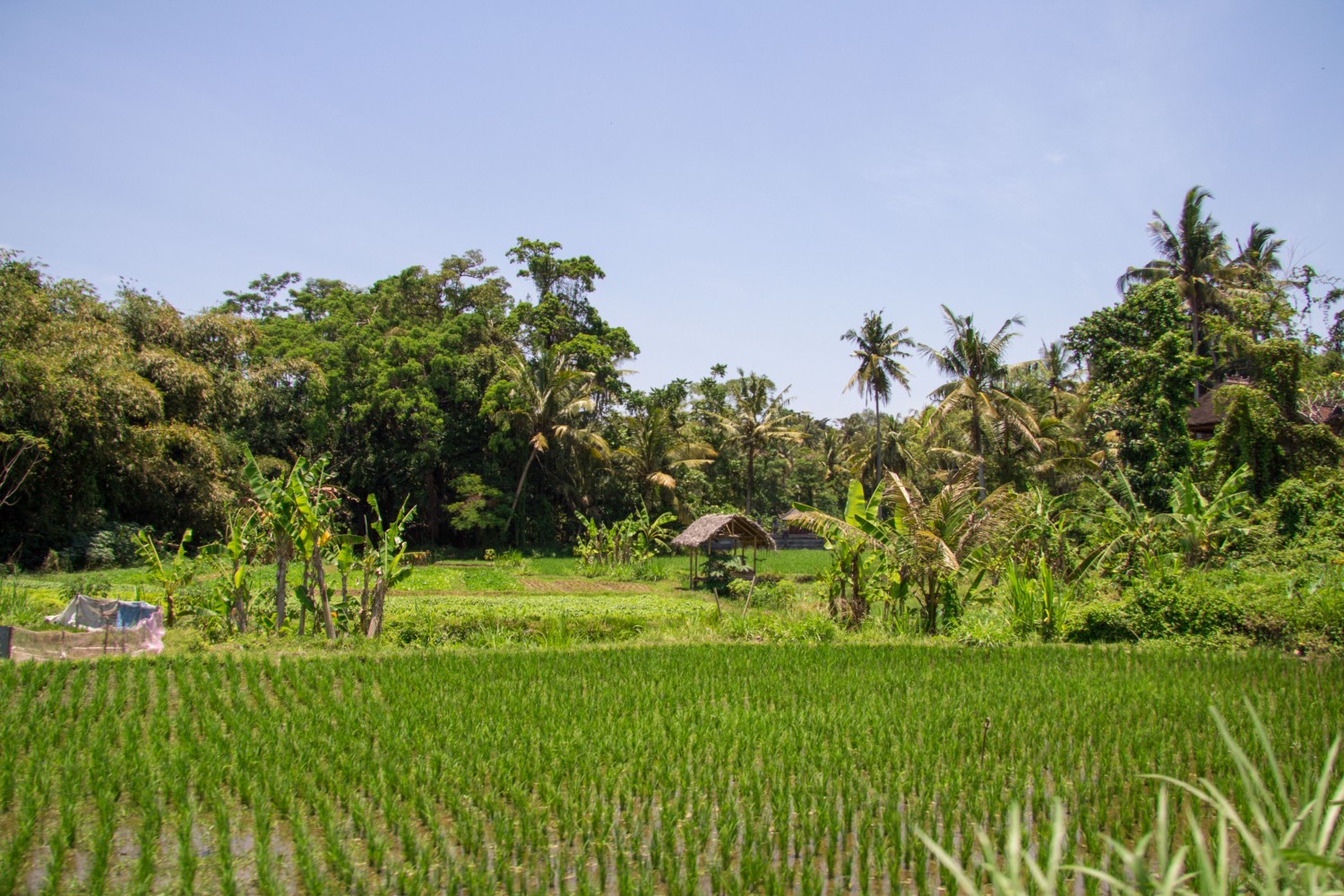 rice terraces Ubud (6)