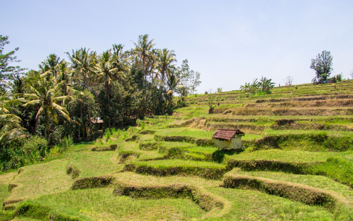 rice terraces Ubud (7)