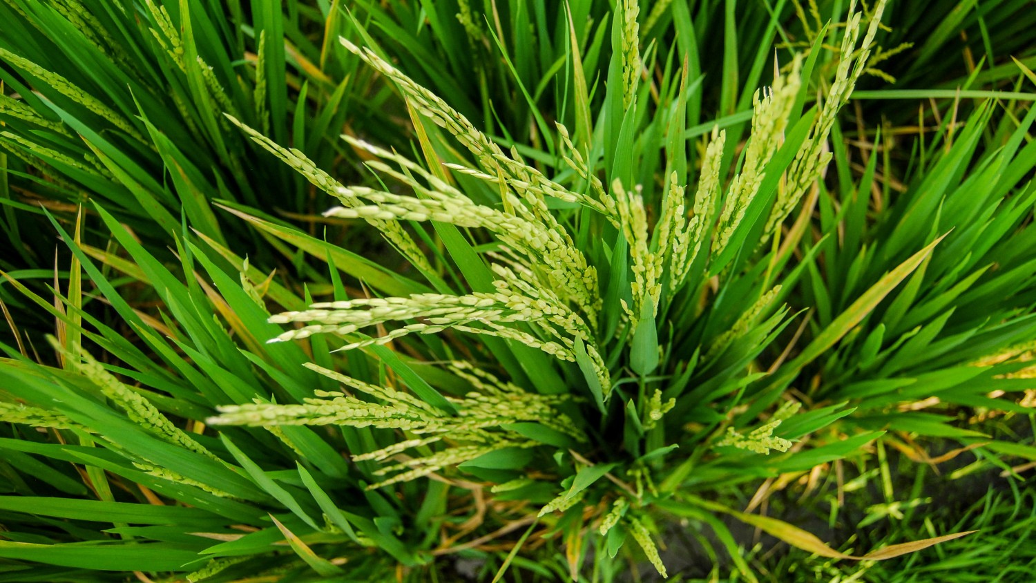Tarasy ryżowe Tegalalang (1)