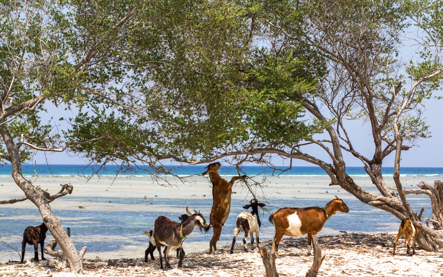 Gili Trawangan beach (4)