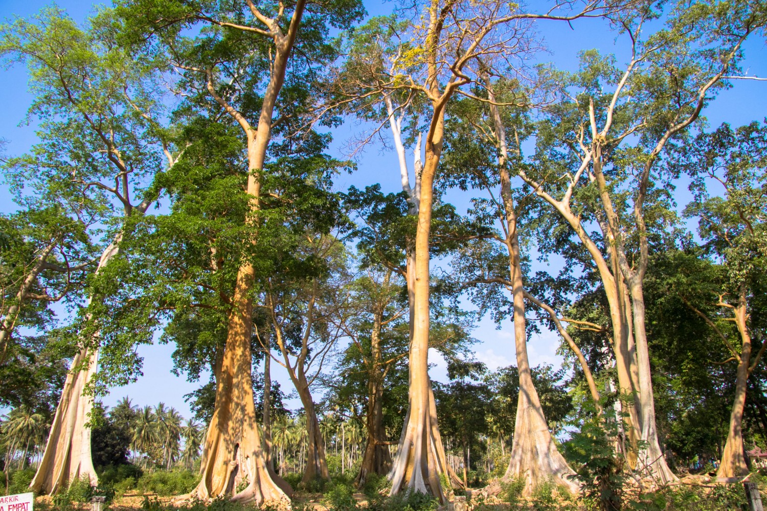 Lomok island Indonesia (24)