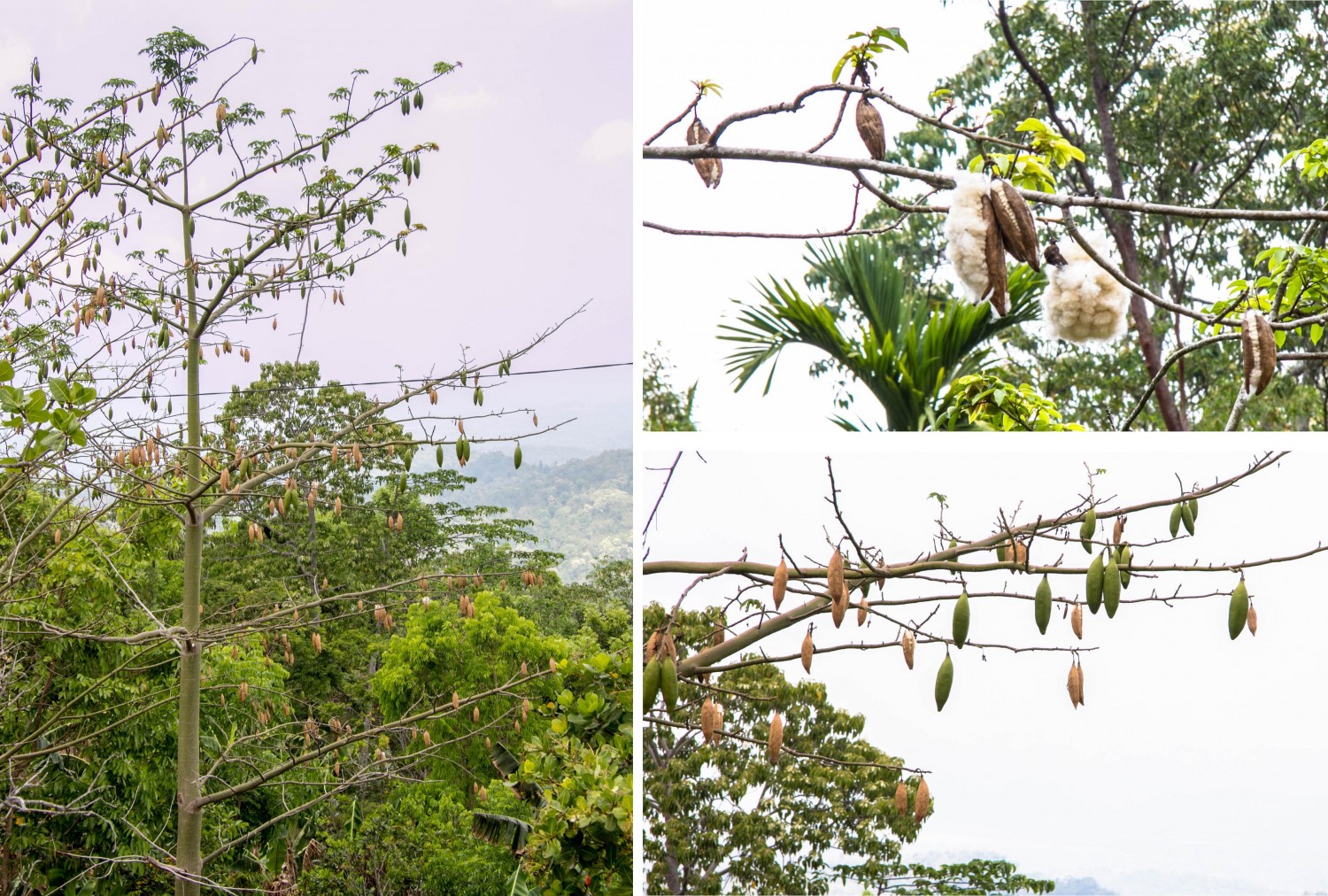 Flores Indonesia (6)