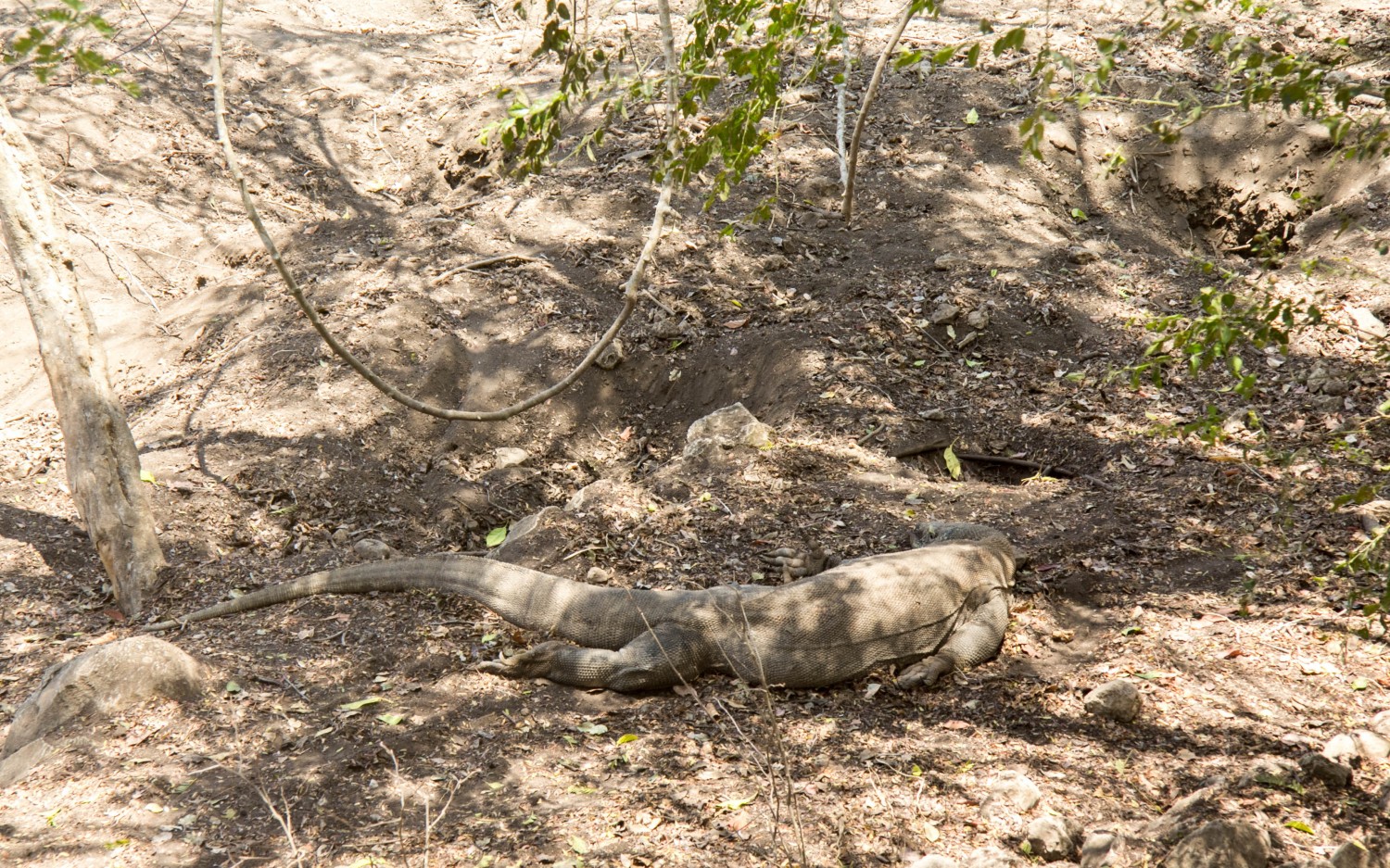 Indonezja Komodo (38)