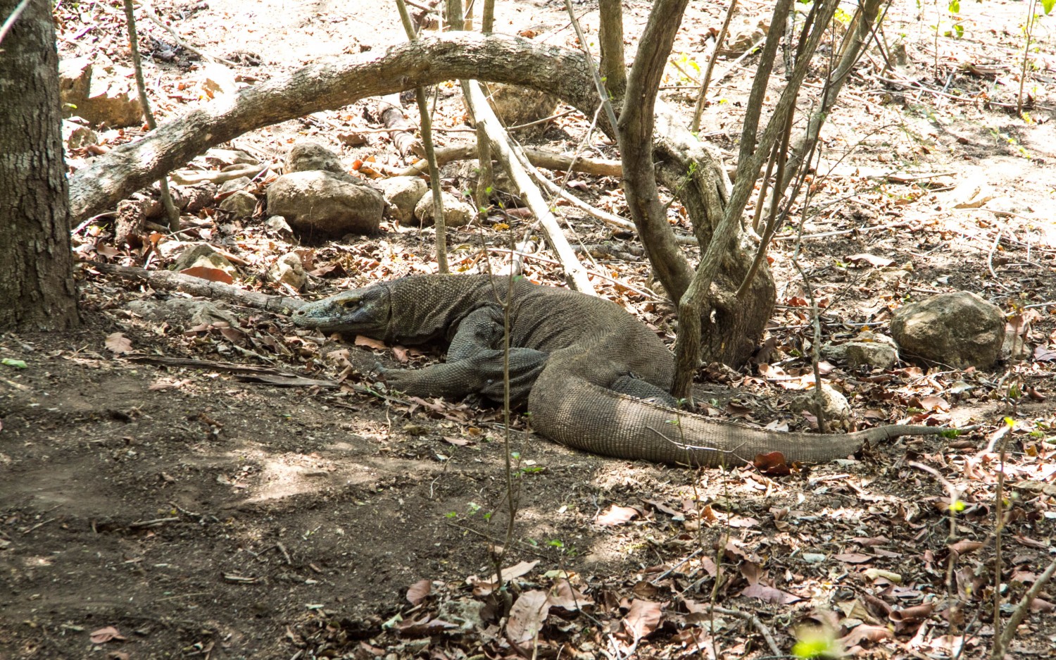 Indonezja Komodo (41)