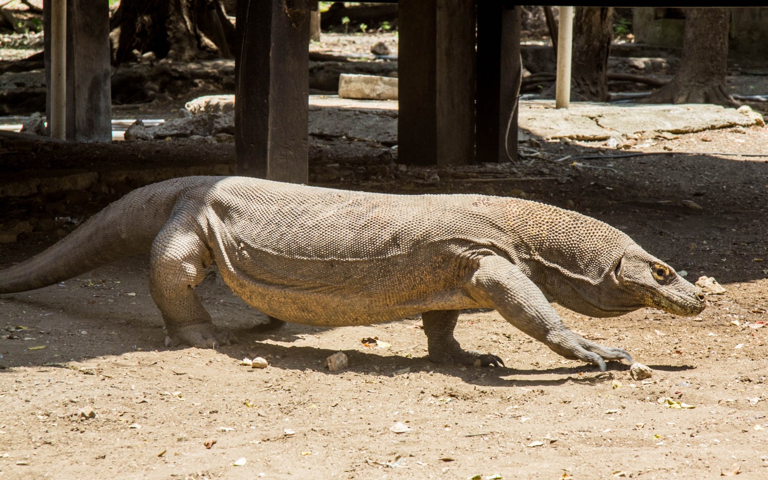 Komodo dragons (1)