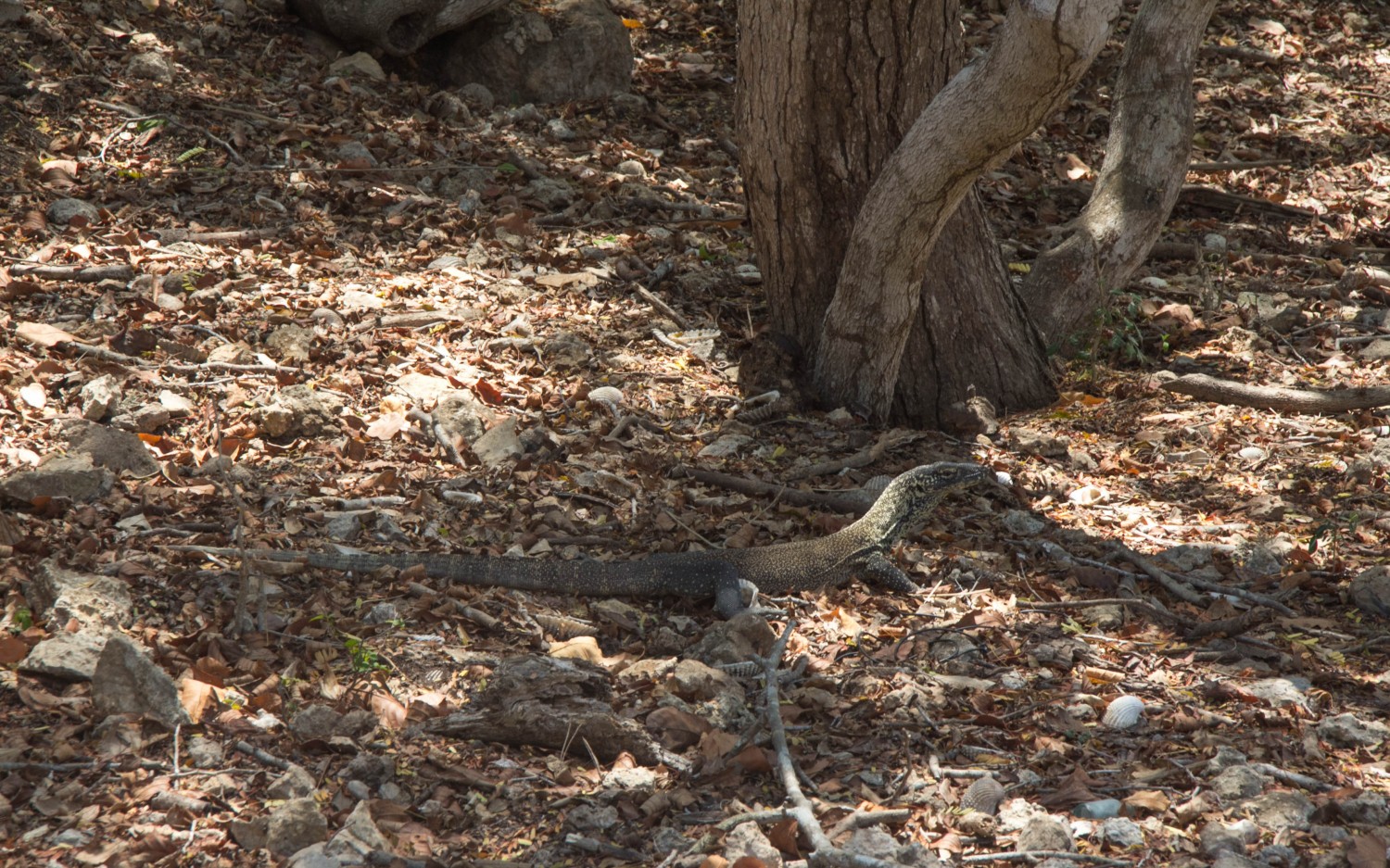 Komodo dragons (2)