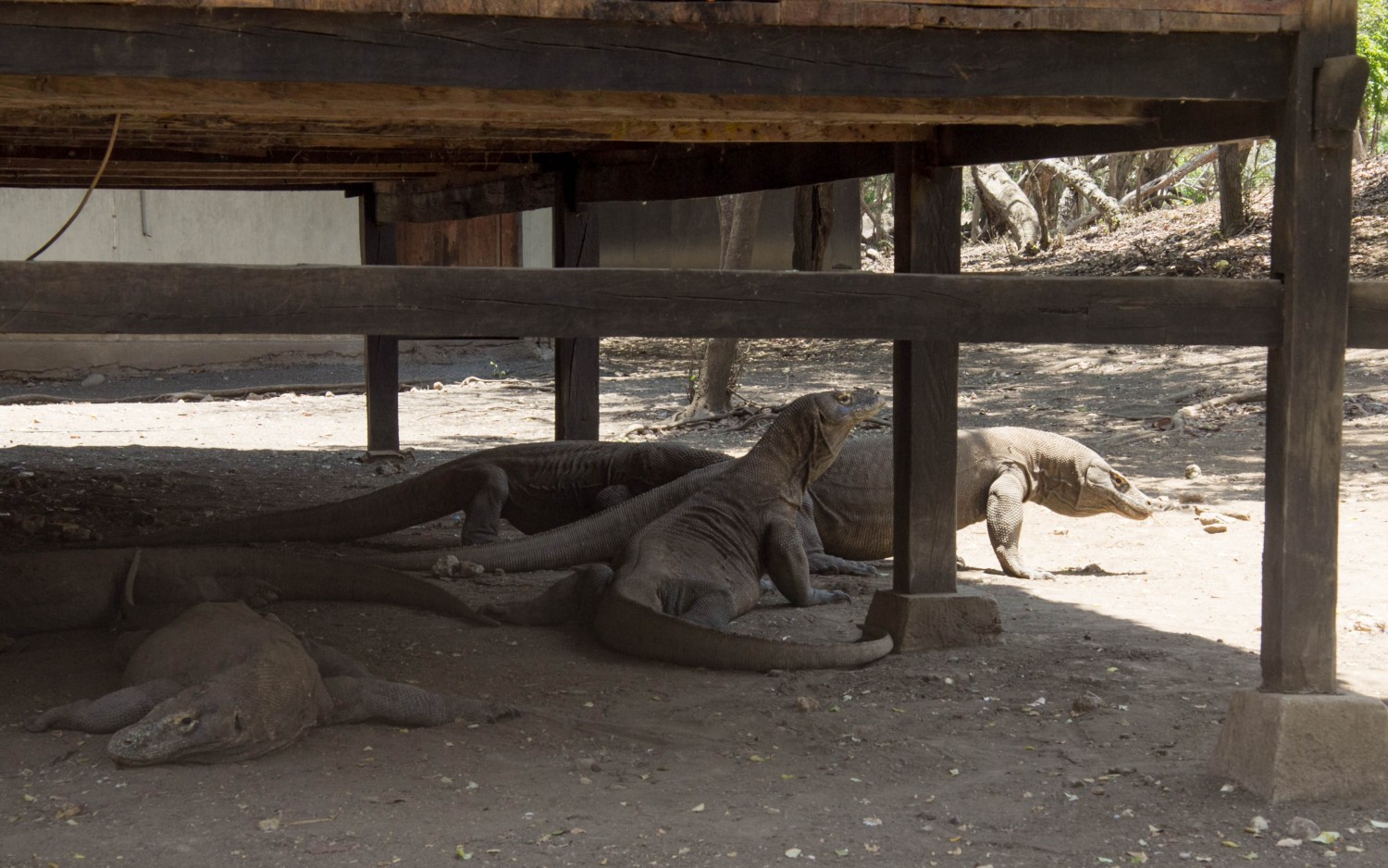 Komodo dragons (3)