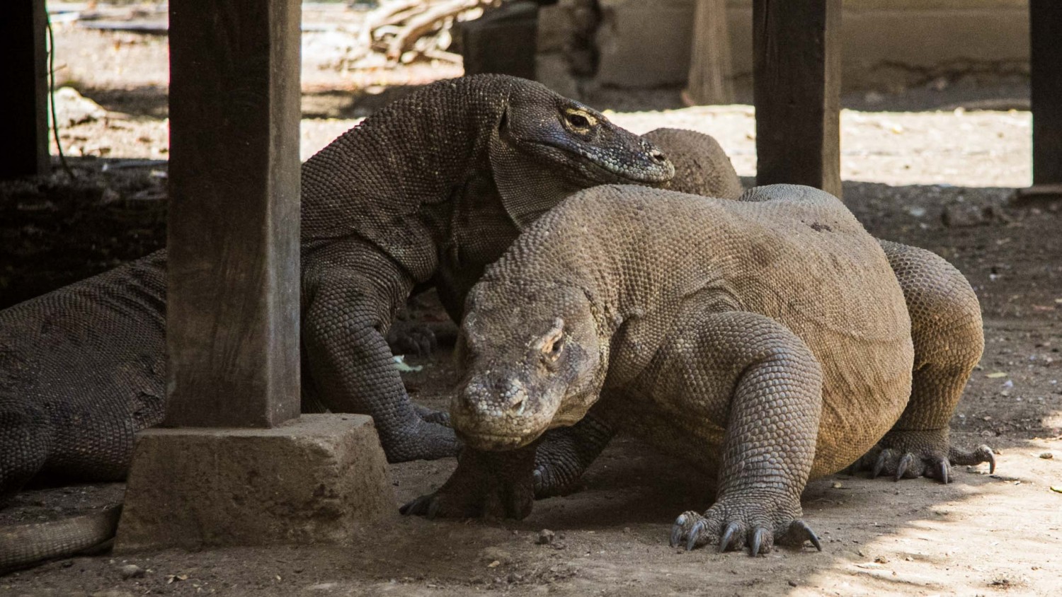 Komodo dragons (4)