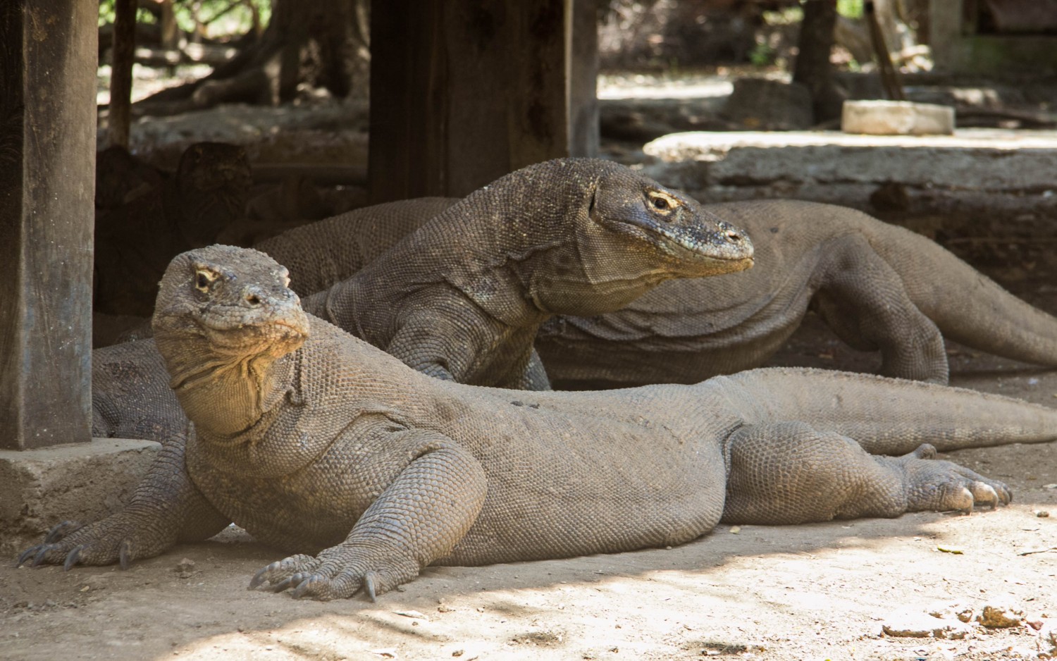 Komodo dragons (6)