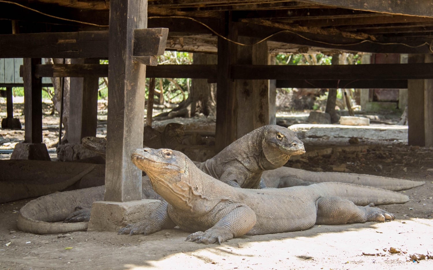 Komodo dragons (7)