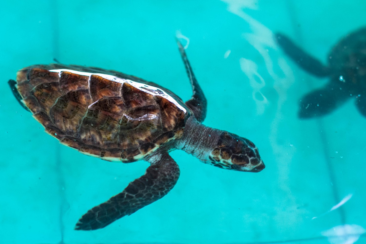 sea turtles Indonesia (1)