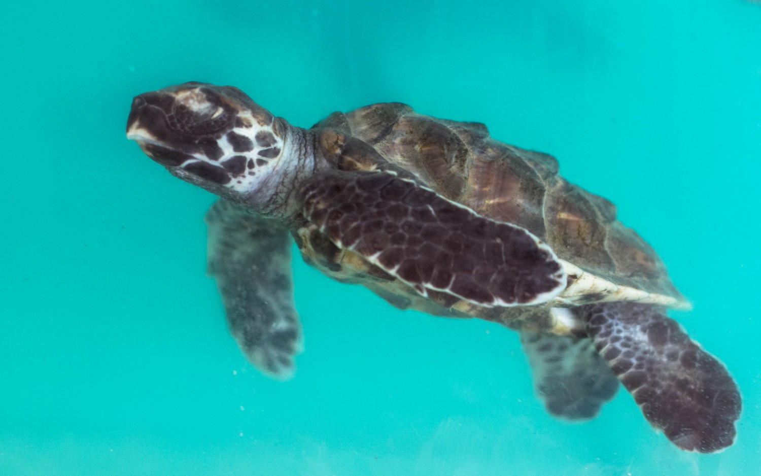 sea turtles Indonesia (2)