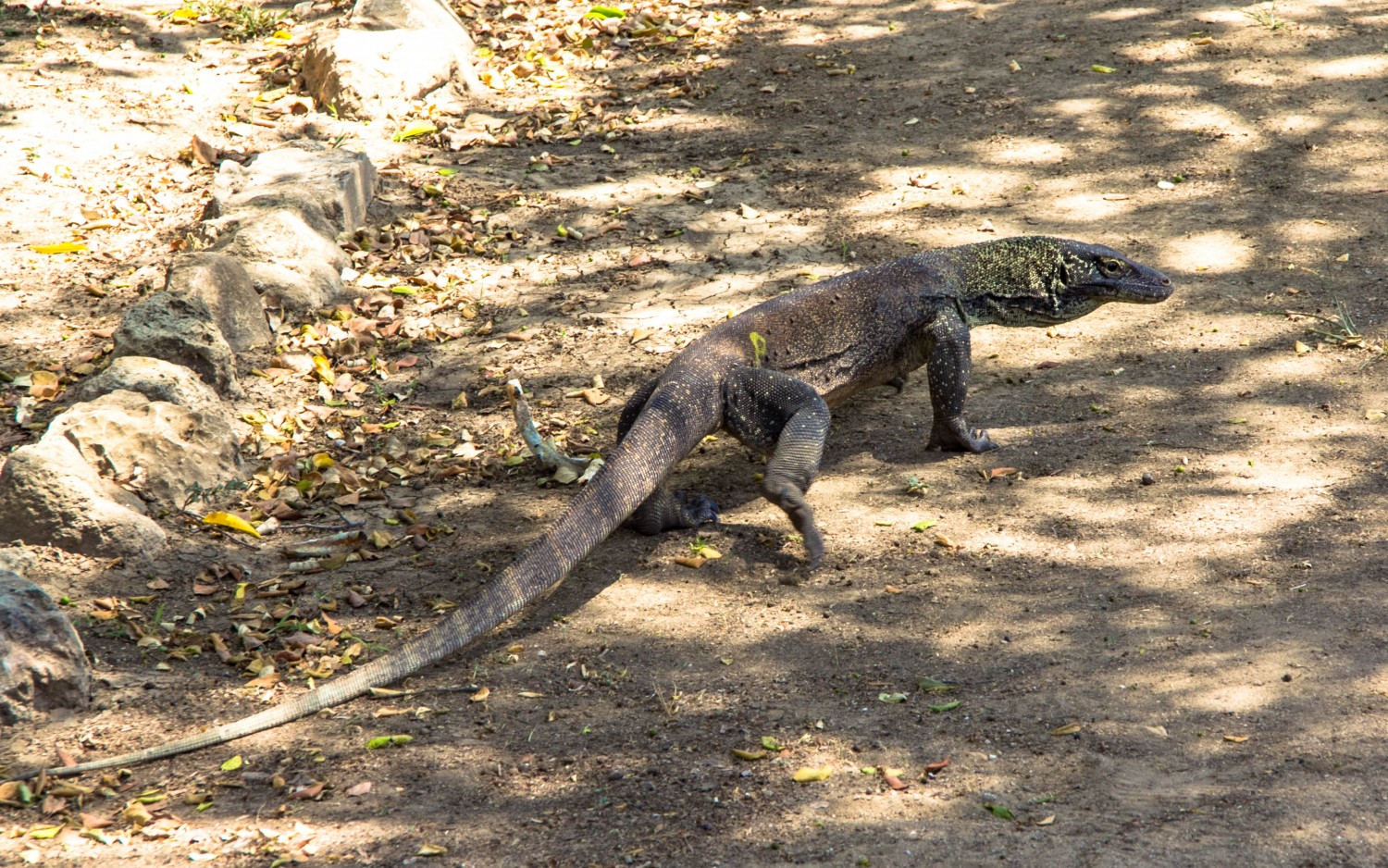 Smoki z Komodo (2)