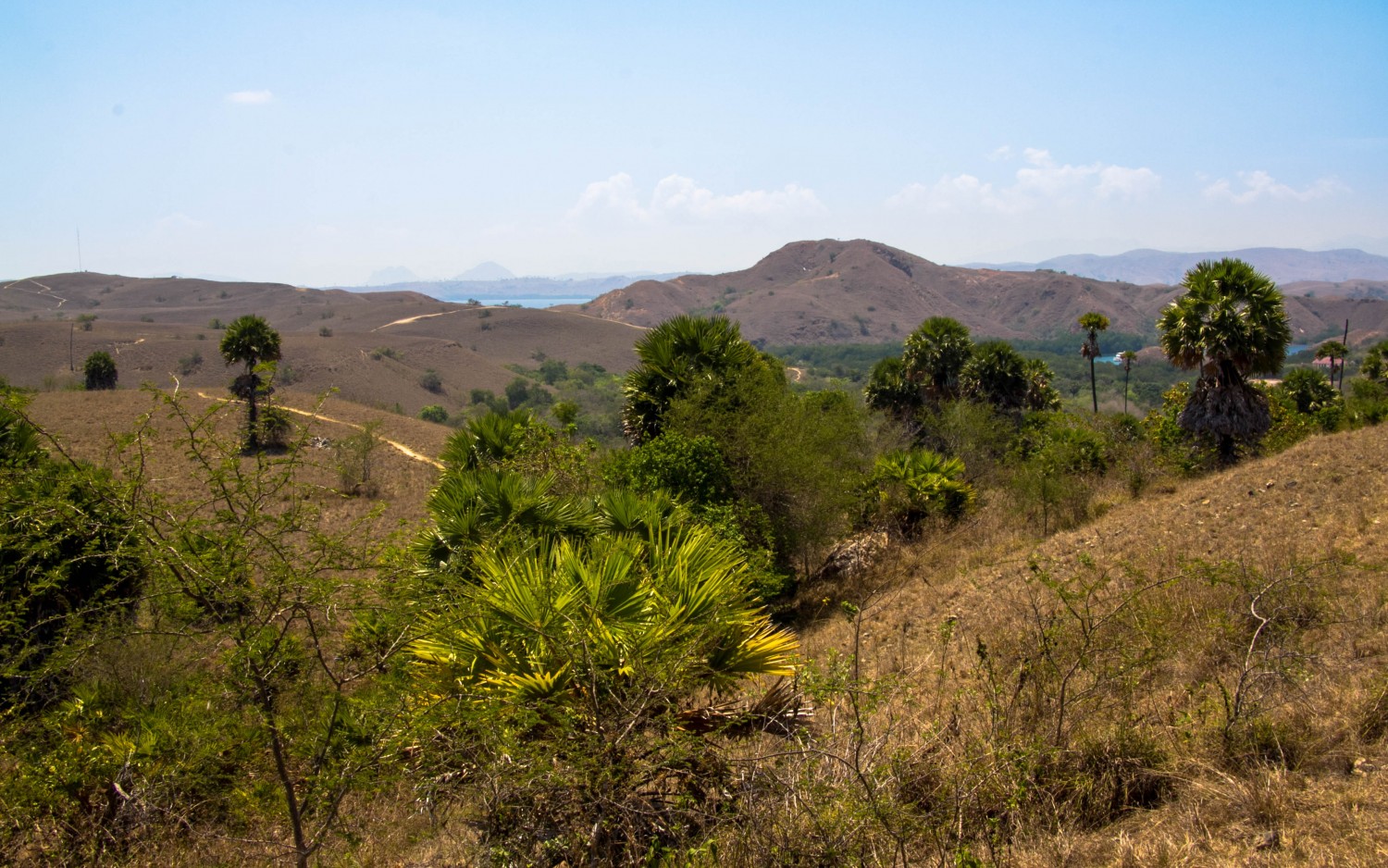 Trekking Komodo Rinca (12)