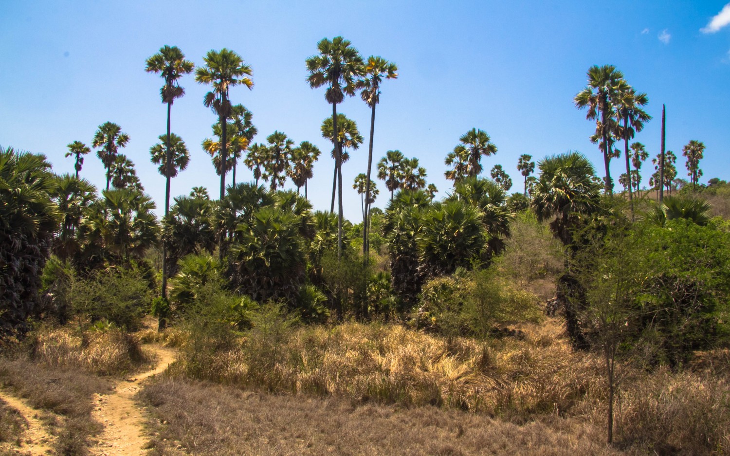 Trekking Komodo Rinca (3)