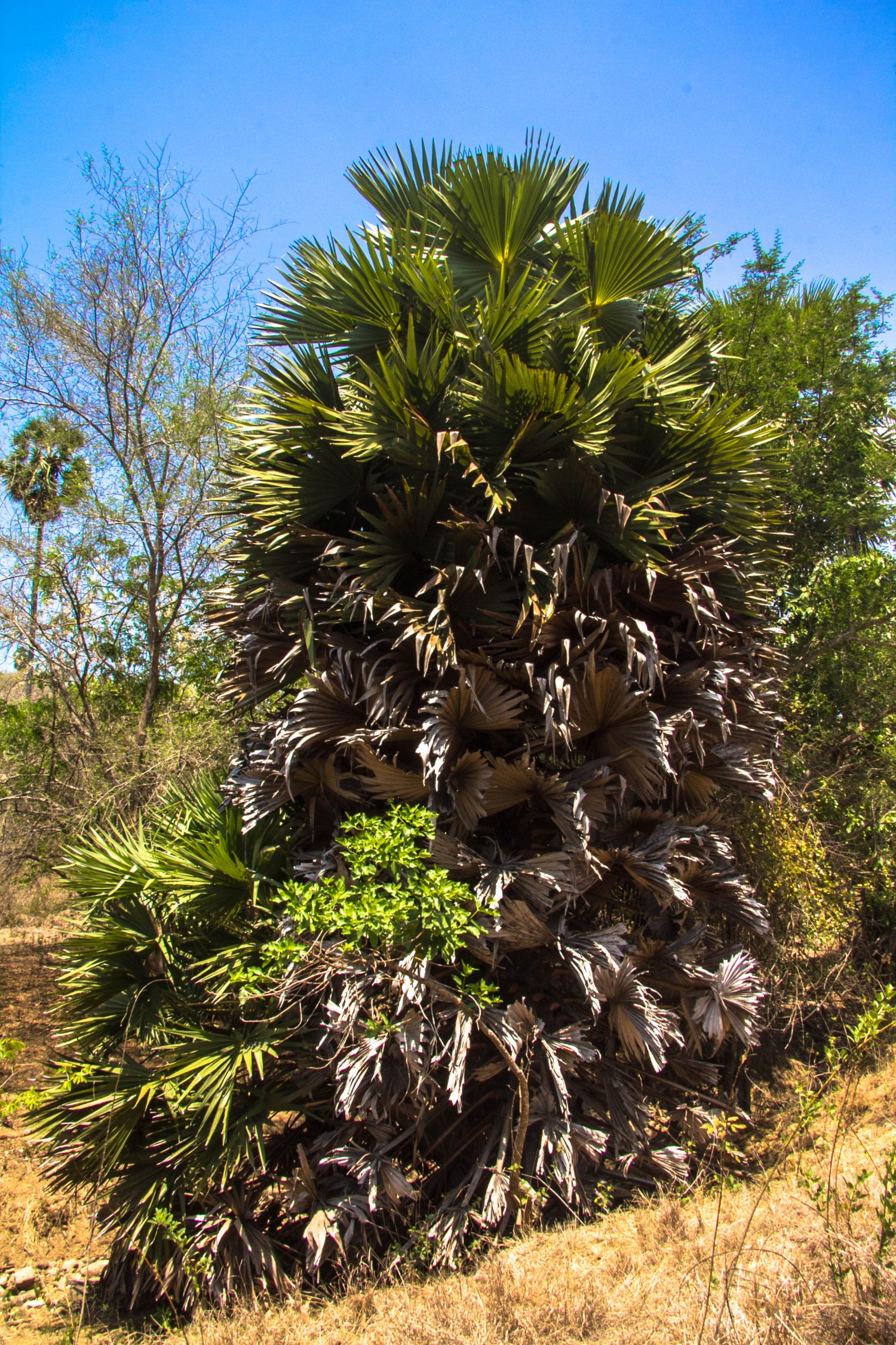 Trekking Komodo Rinca (4)