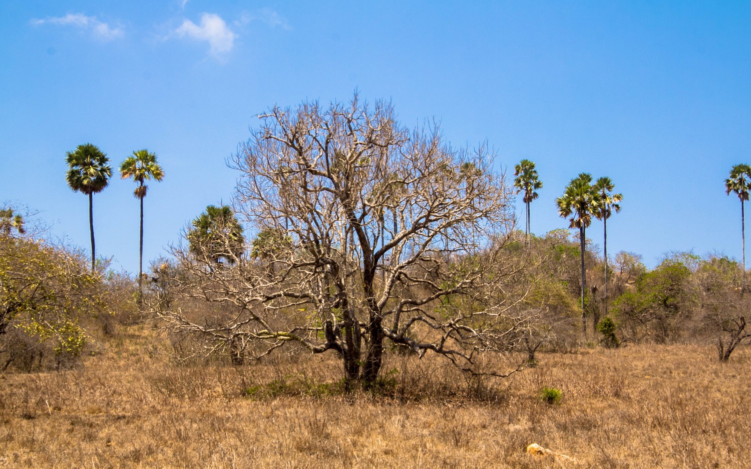 Trekking Komodo Rinca (5)