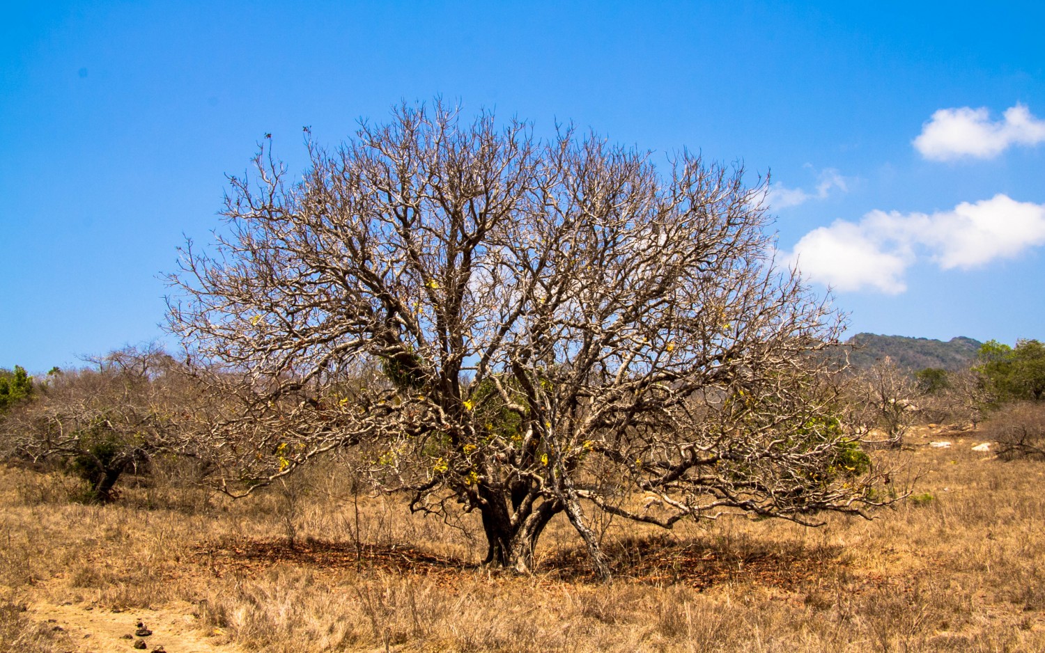 Trekking Komodo Rinca (6)