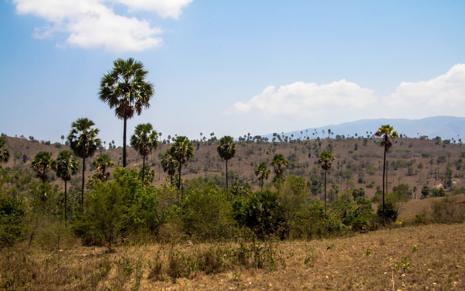 Trekking Komodo Rinca (7)