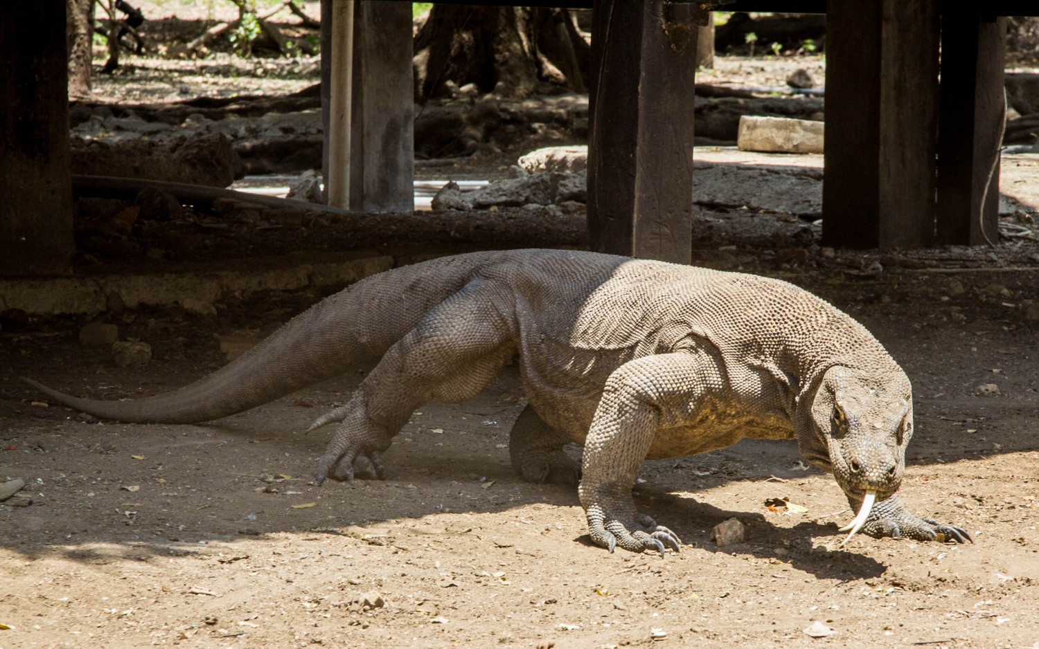 Waran Komodo (5)