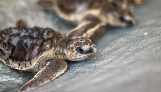 Żółwie morskie w Indonezji