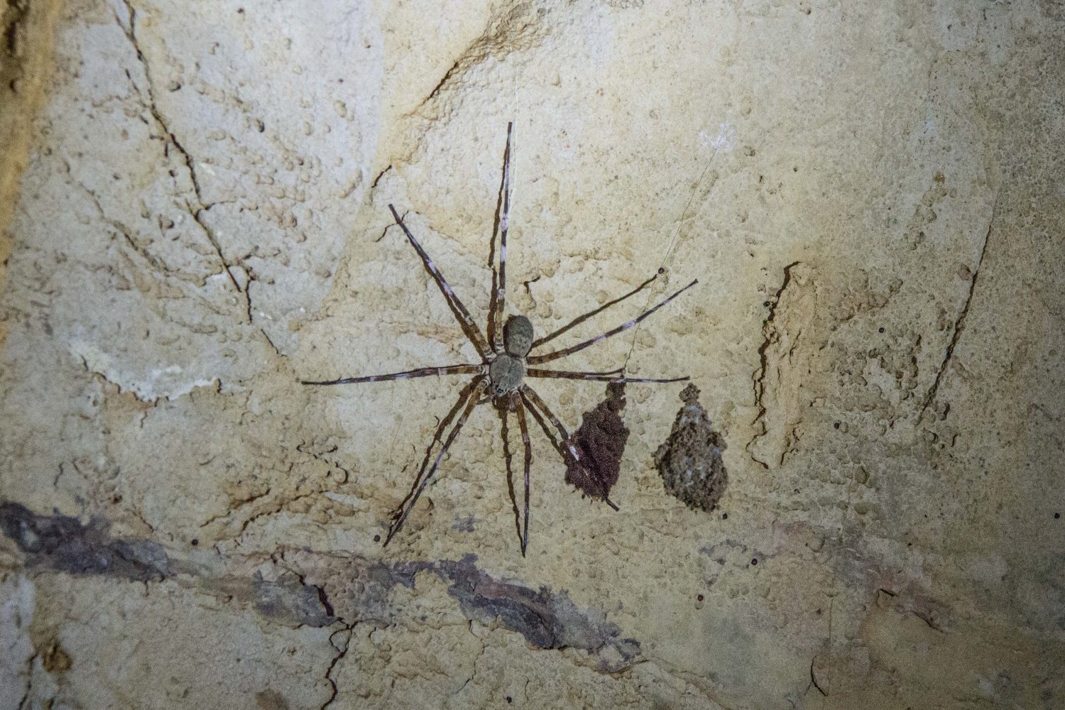 Ankarana caves Madagascar (3)