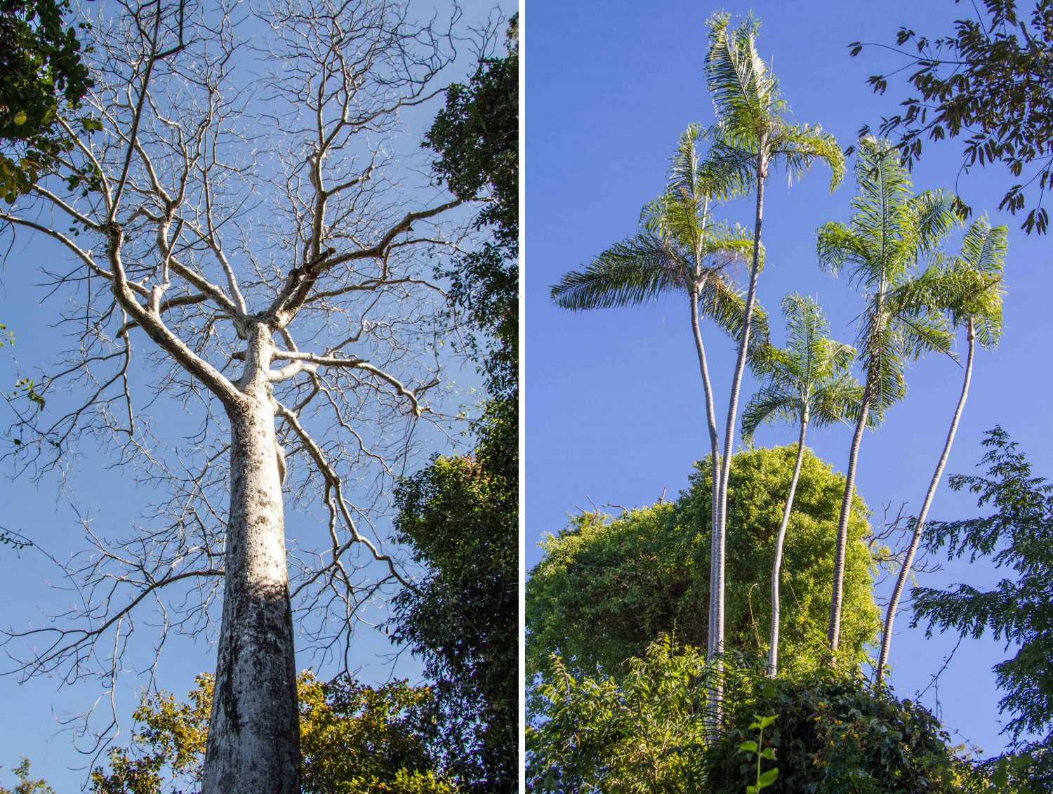 Ankarana Park Madagaskar (13)