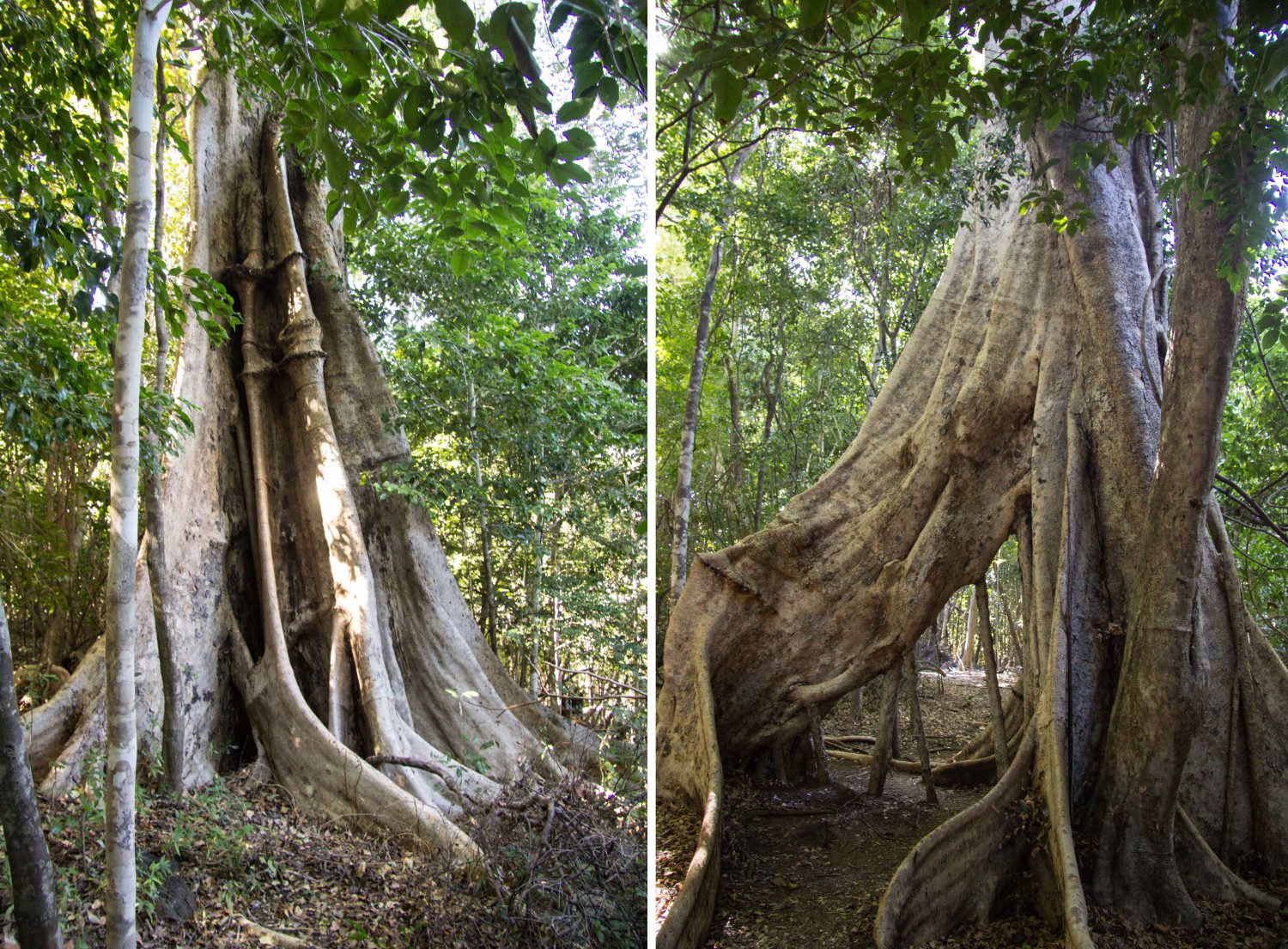 Ankarana Park Madagaskar (17)