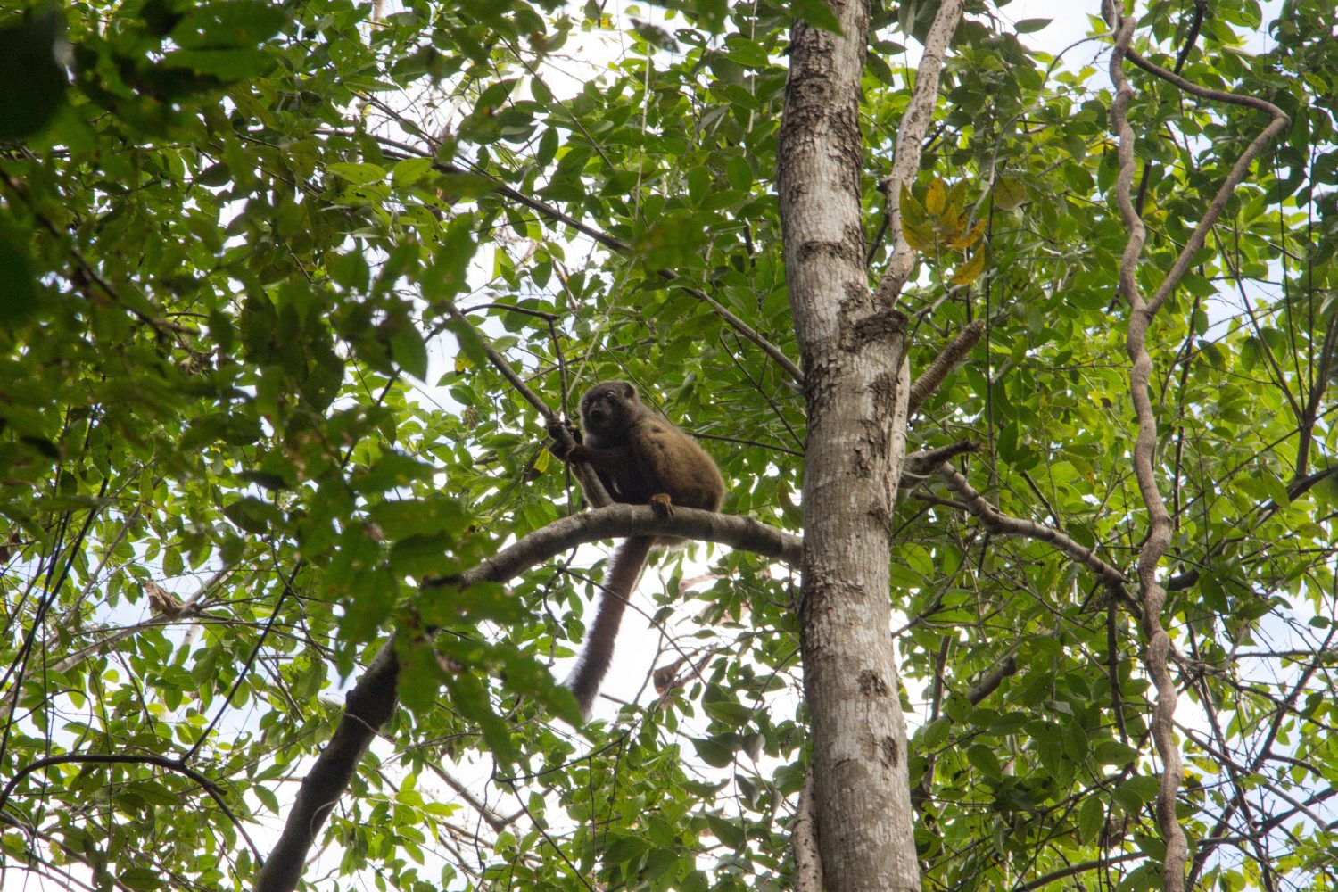 Ankarana Park Madagaskar (36)