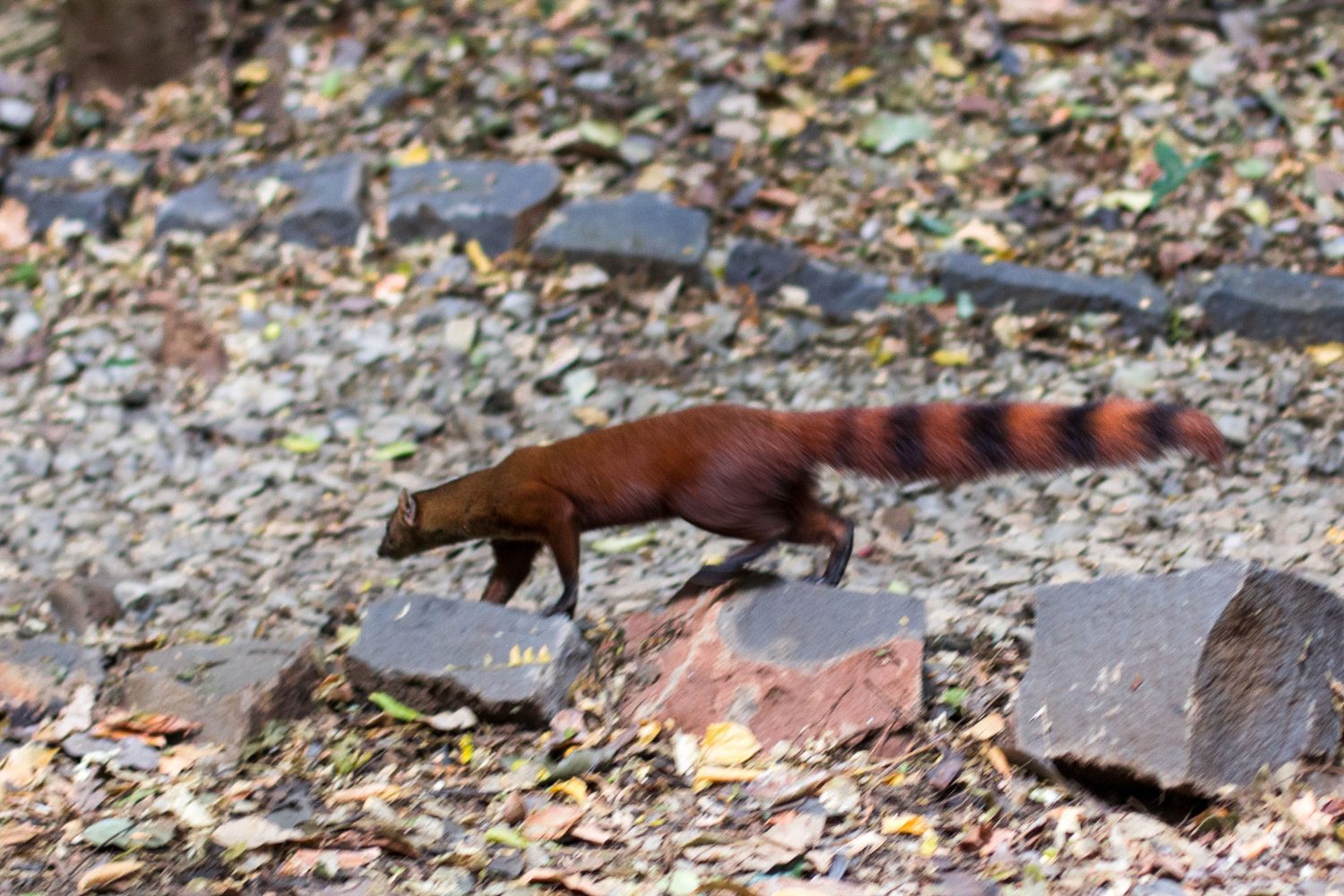 Ankarana Park Madagaskar (37)