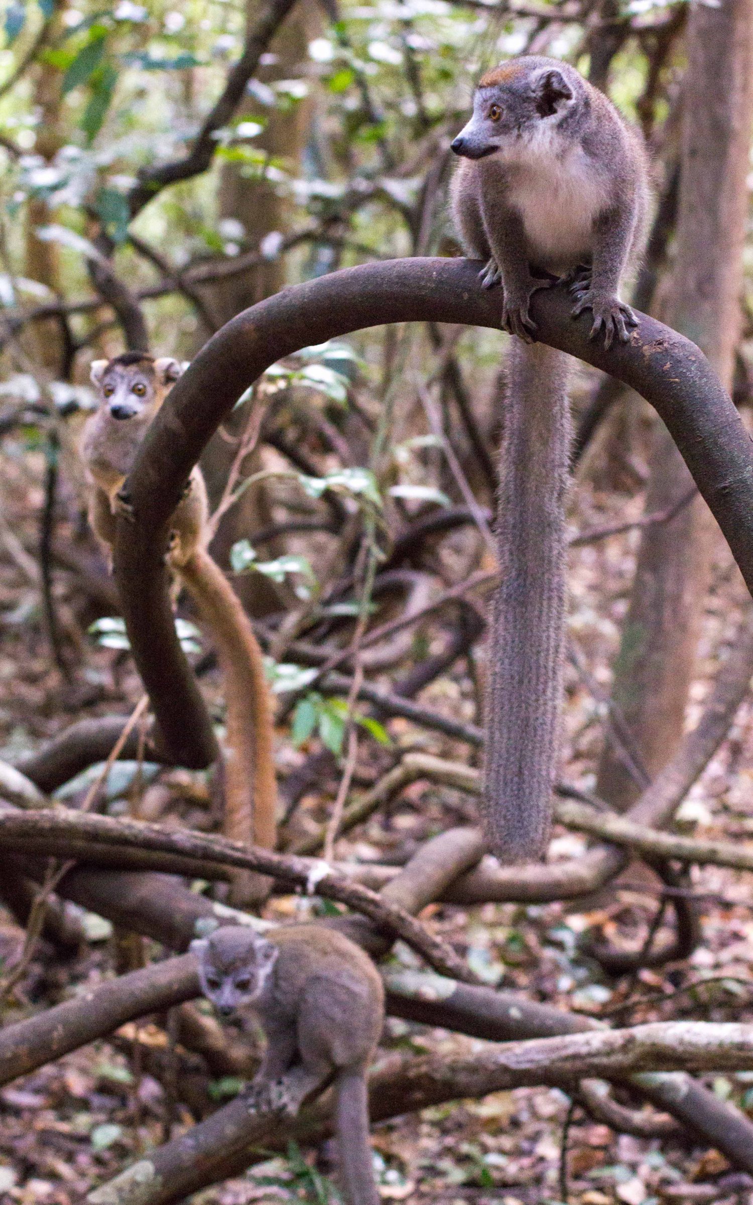 Ankarana Park Madagaskar (38)