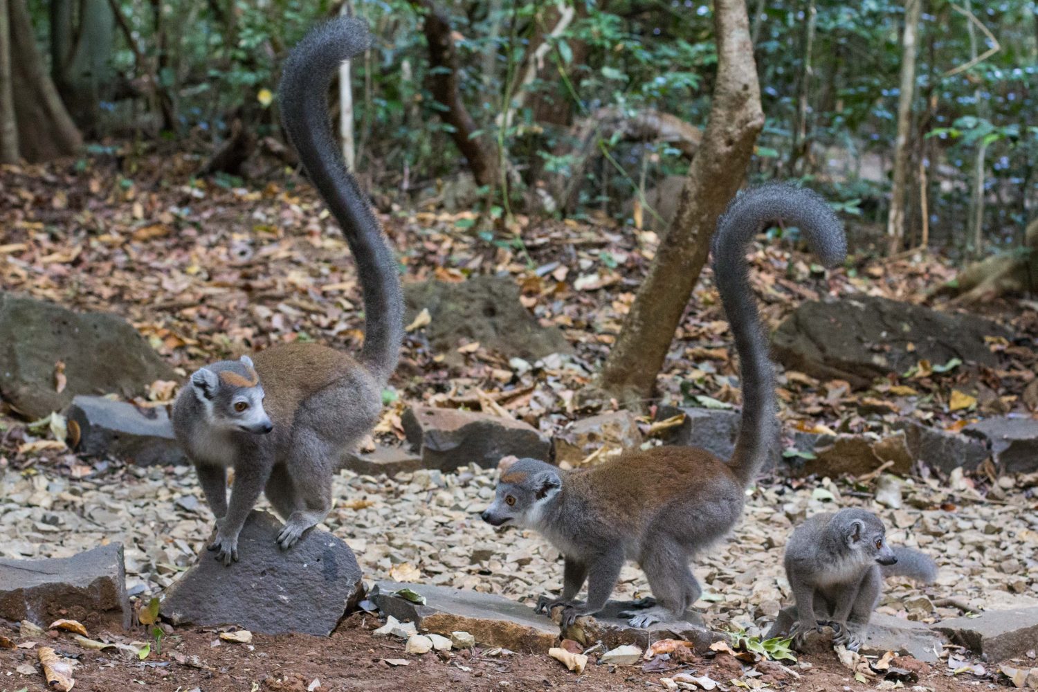 Ankarana Park Madagaskar (41)