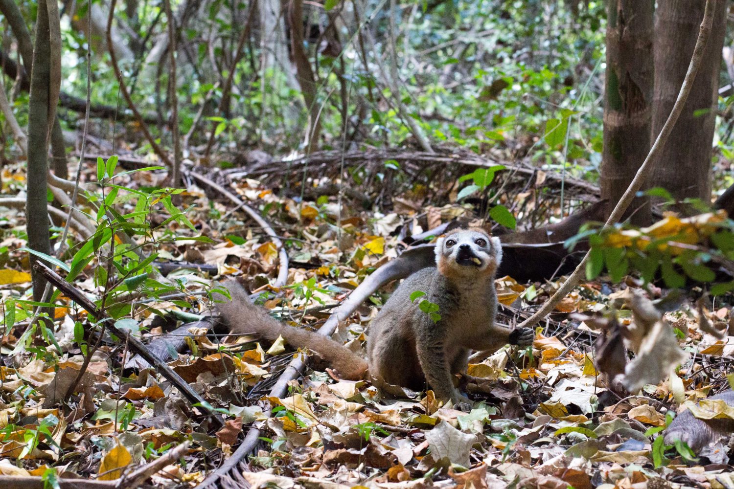 Lemur Madagaskar (1)