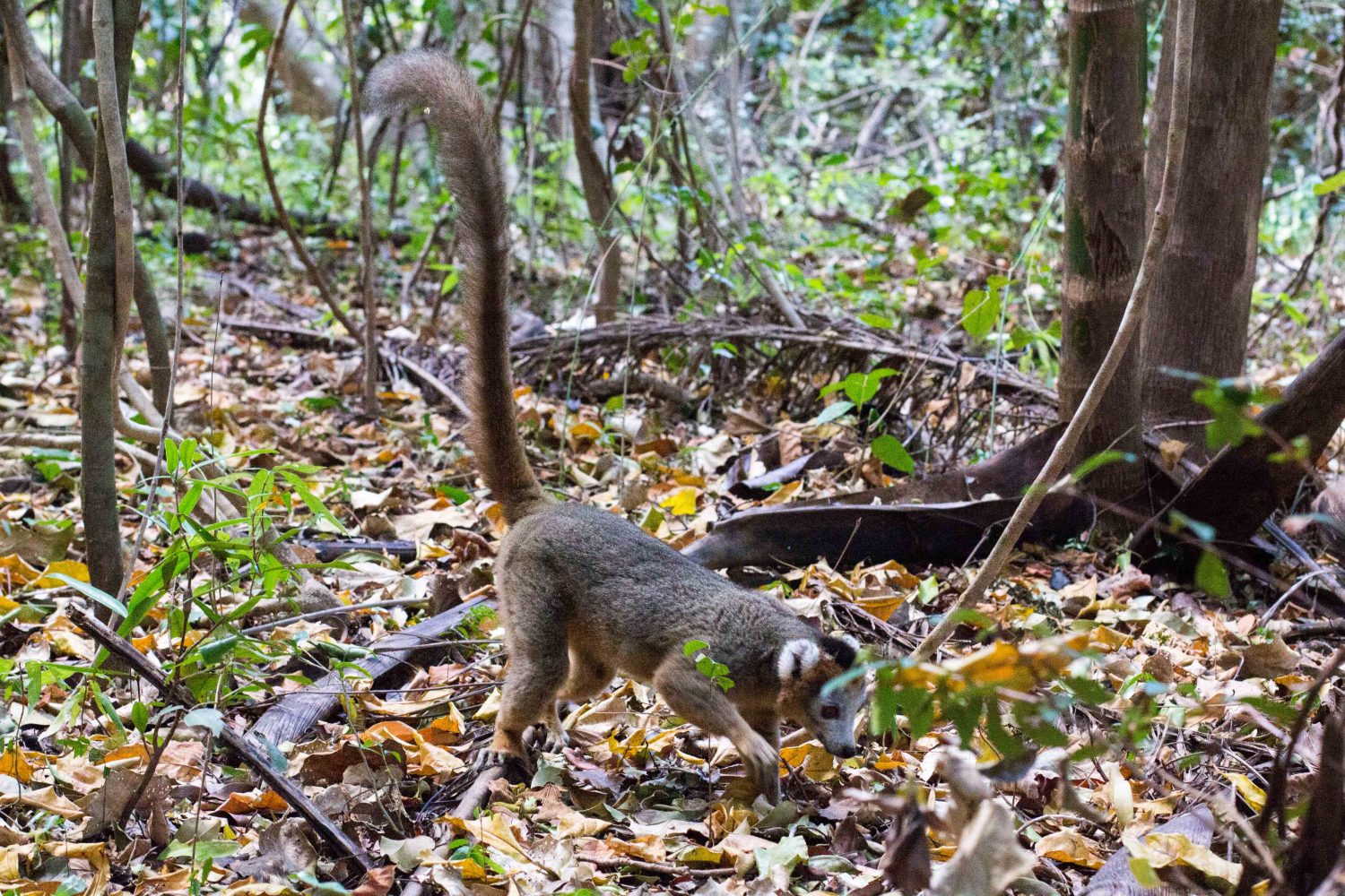 Lemur Madagaskar (2)