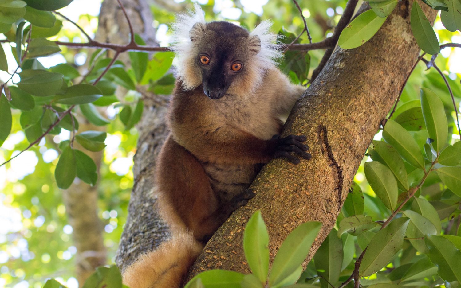 Madagascar (8)