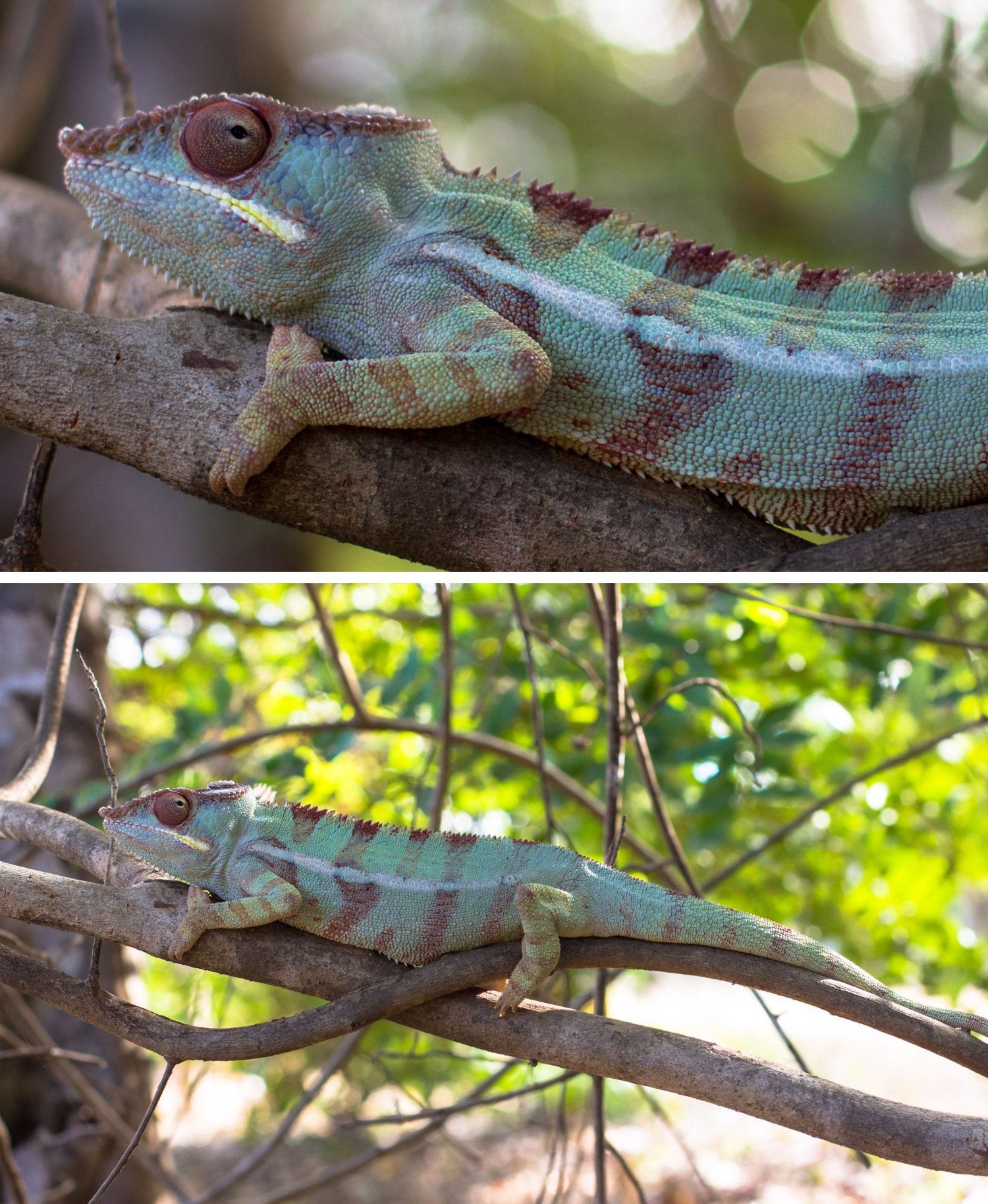 wildlife Madagaskar