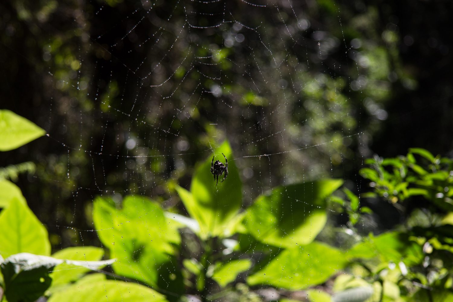 Amber Mountain National Park Madagascar (12)